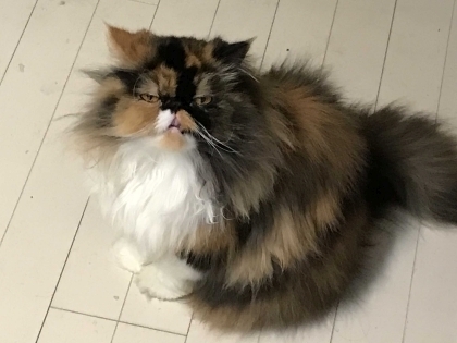 ココ夫人