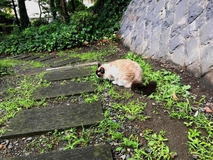 好きなもの だけ 猫の近況夏 しんのすけ がボケて可愛さup