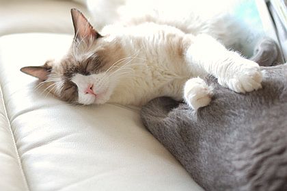 ふく&しんのすけ